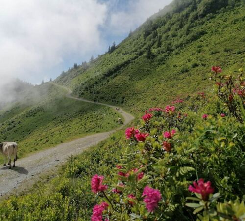 Blühende Alpenrosen in Westendorf, Brixental