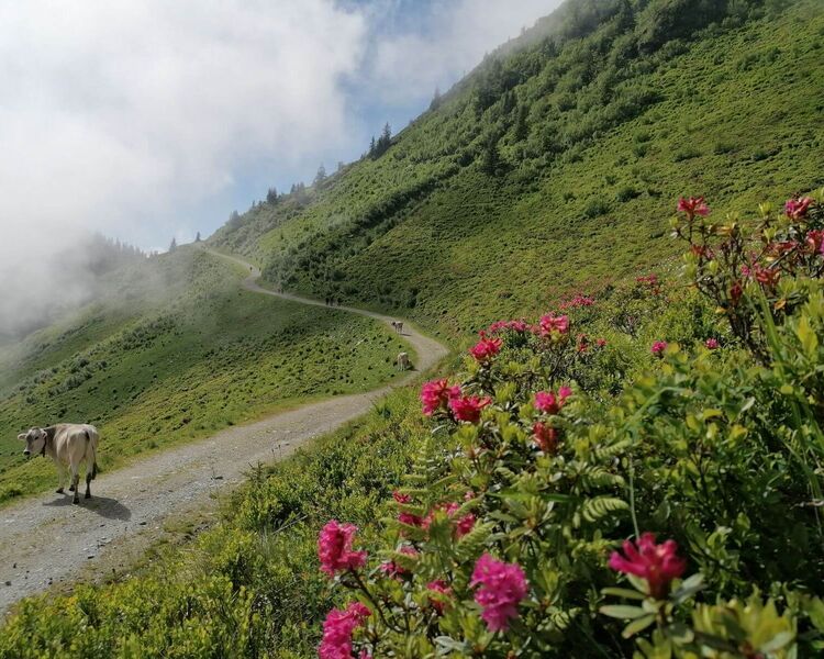 Blühende Alpenrosen in Westendorf, Brixental