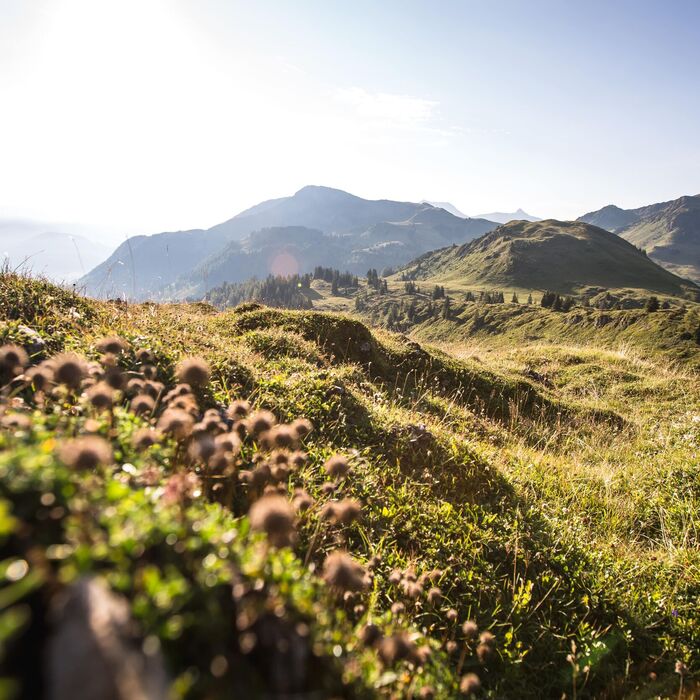 landschaft panorama suedberge natur wandern sommer c kitzbuehel tourismus min bgjkx4v7gsvj11m