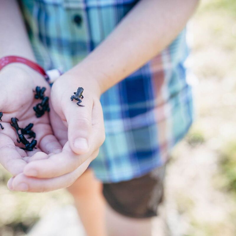 Boy carefully holds tadpoles in his hand.