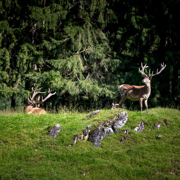 wildpark untertauern hirsch c tvb obertauern zz3kmr7r7mdbb1z
