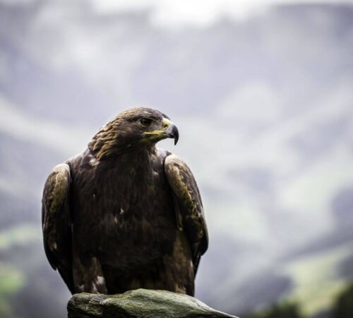 Eagle, Raurisertal Valley (c) TVB Rauris, Fotograf Florian Bachmeier