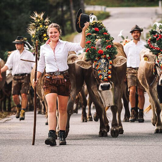 almabtrieb 1913 c zillertaltourismus josef unterlercher ef329sknqhqzrnm