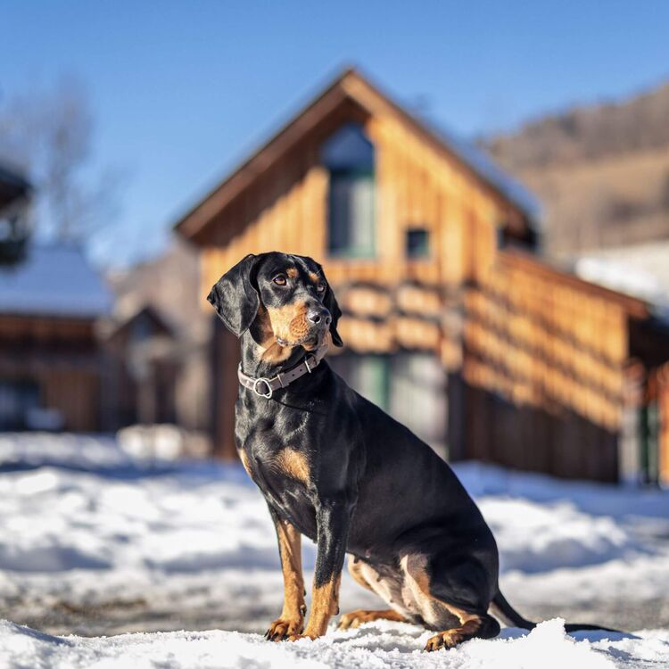 Dog in winter in front of a chalet at FerienPark Kreischberg.