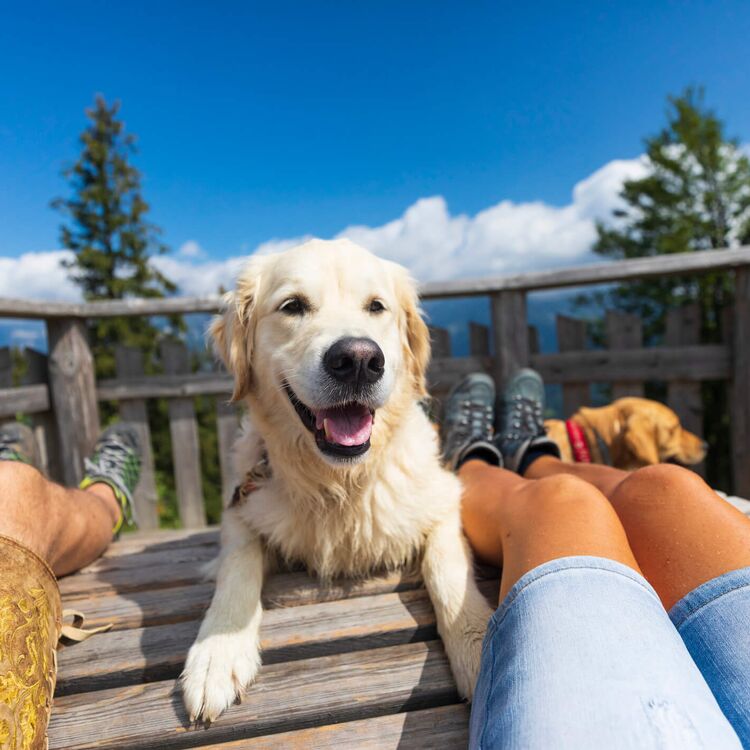 Dog resting on a bench with its owner during a hiking break.