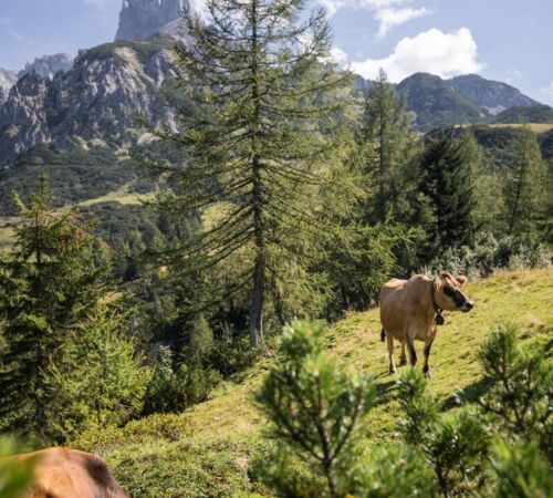 Kühe auf der Almweide unter der Bischofsmütze