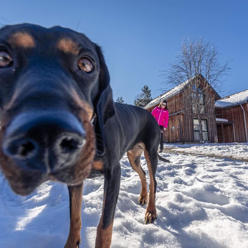 fpk hund fta 0122 16 mvyjgafc31skf45