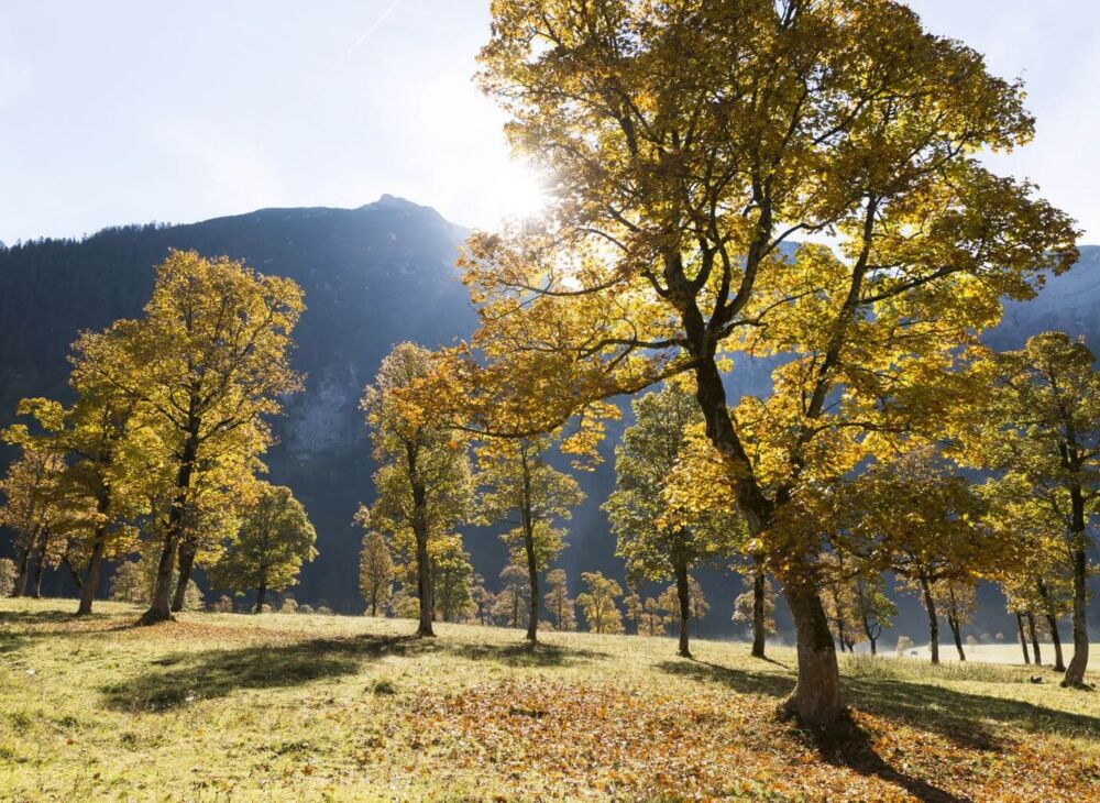 Bunter Bergahorn im Herbst am Ahornboden in Tirol