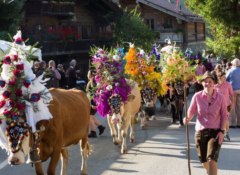 Kühe mit buntem Schmuck beim Almabtrieb im Brixental, Tirol