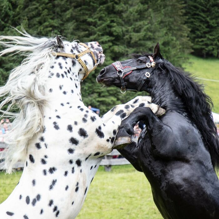 raurisertal hengstauftrieb c tvb rauris fotograf florian bachmeier g7ksmfthsd3fnwj