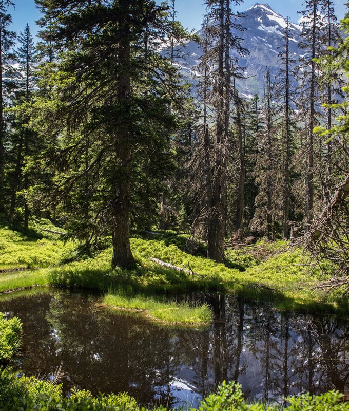 Dunkler Moortümpel im Rauriser Urwald, im Hintergrund der 3.106 m hohe Rauriser Sonnblick