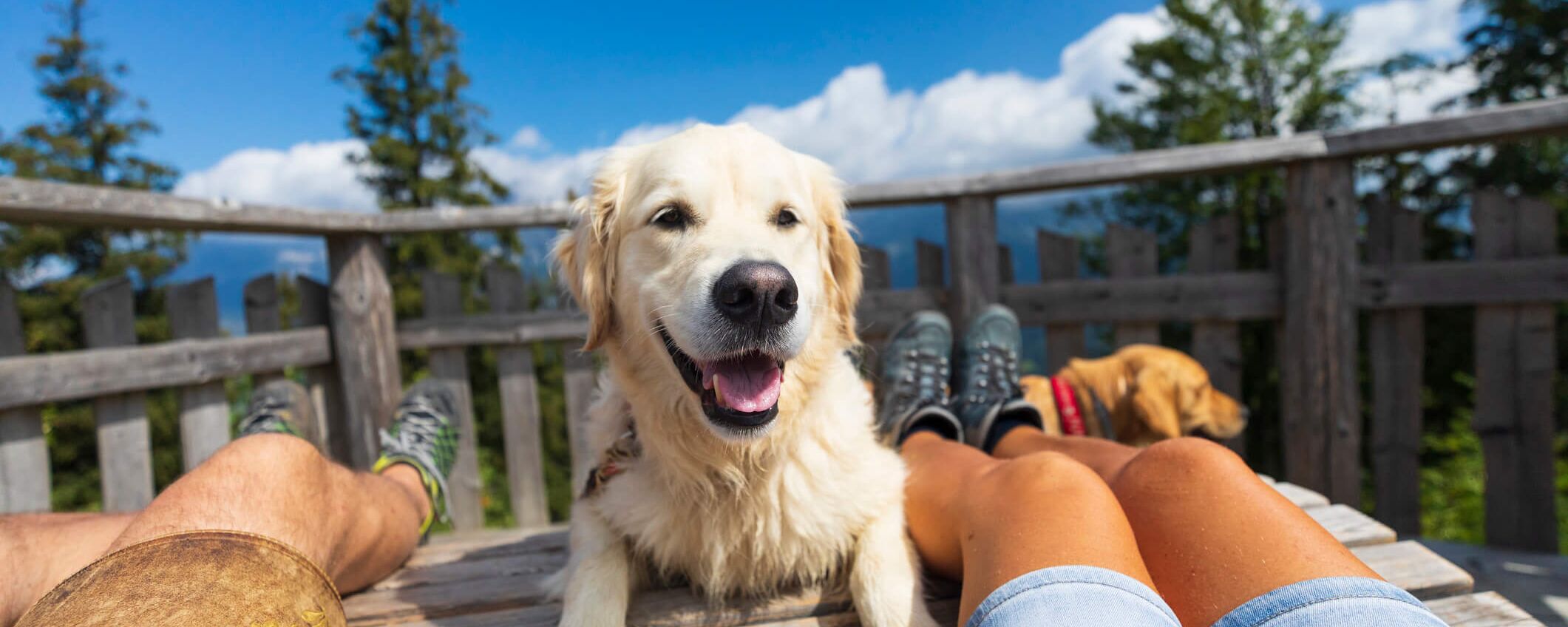 Dog resting on a bench with its owner during a hiking break.
