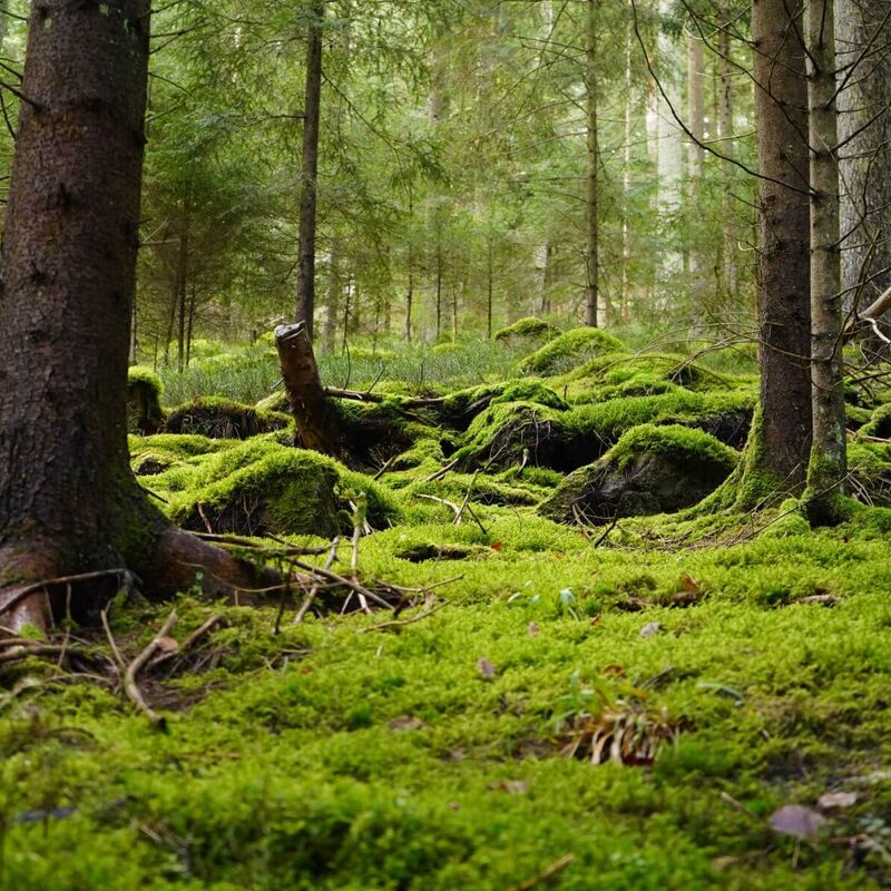Mossy green forest bathing