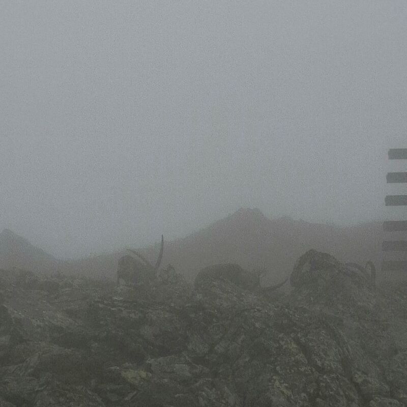 Steinböcke im Nebel