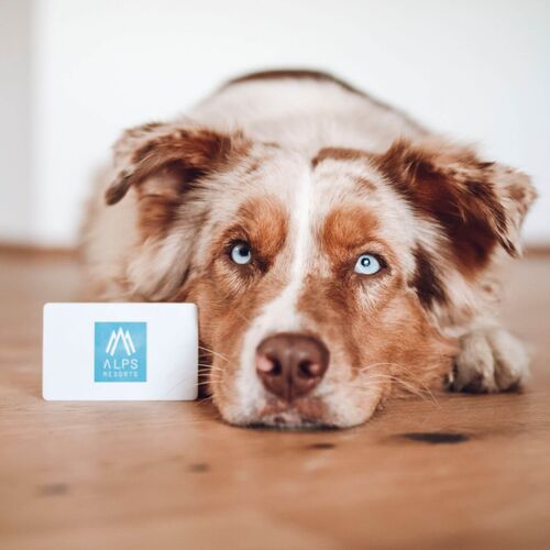 thema hund 4534zpwdfs15xkg