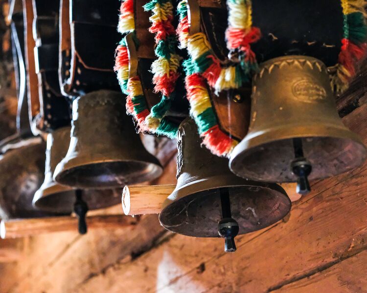 Decorated cows with cowbells during the Almabtrieb in Kitzbühel