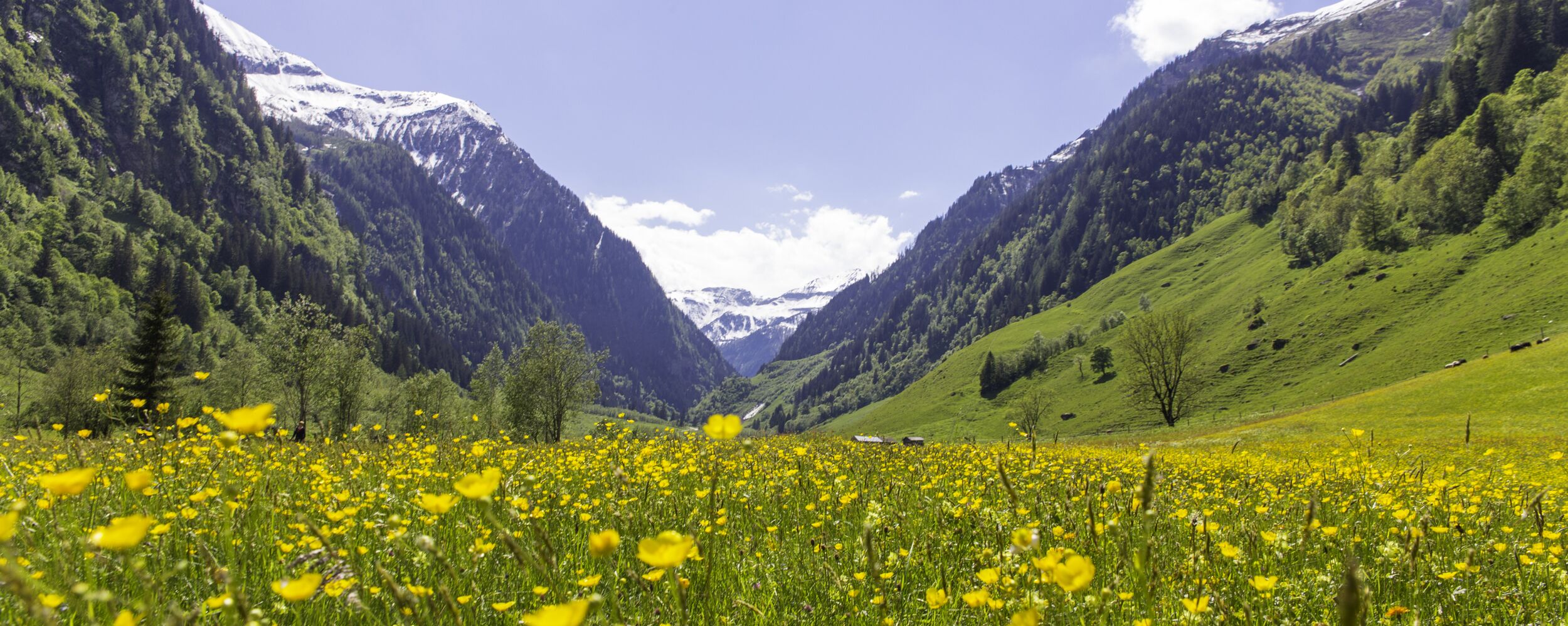 bluehende fruehlingswiese im seidlwinkltal c florian bachmeier tourismusverband rauris v3p6hrew1x85csz