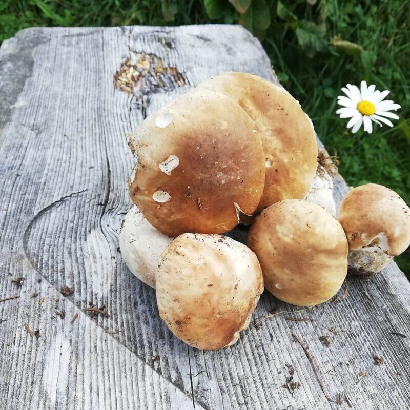 Herrenpilz frisch aus dem Wald