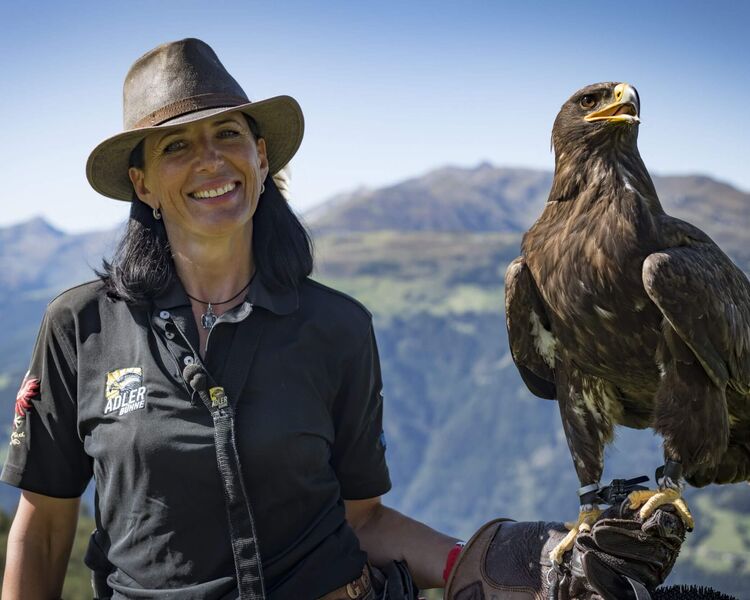 Bird of prey during a flight show in the Zillertal Alps.