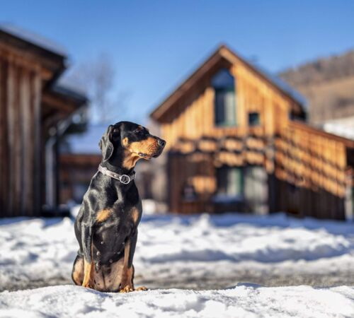 holiday homes for vacations with a dog