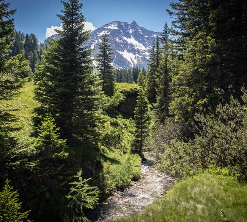 raurisertal urwald sonnblick bach%28c%29tvbrauris fotograf florian bachmeier f017a27c