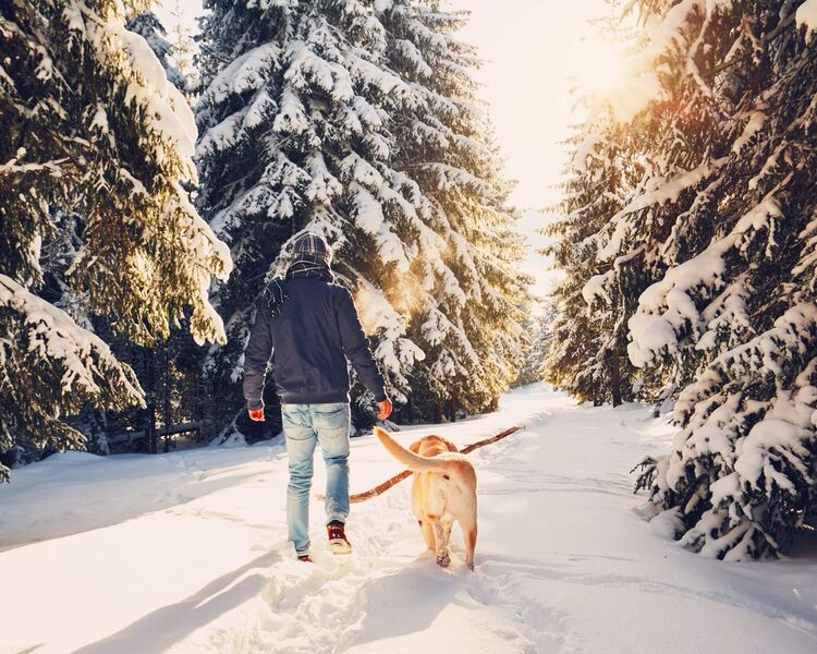 Ein Winterspaziergang mit Hund führt durch verschneite Bäume, während die Sonne sanft scheint.