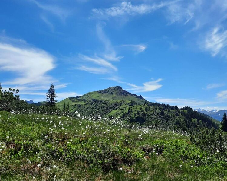 Blühendes Wollgras in alpiner Landschaft am Brechhorn in den Kitzbüheler Alpen