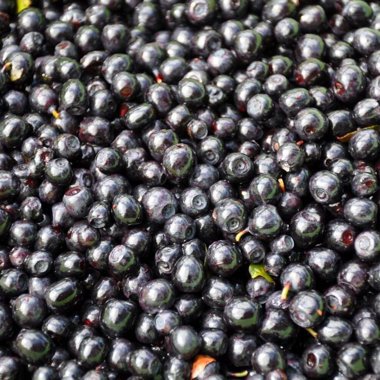 Frisch gesammelte wilde Heidelbeeren