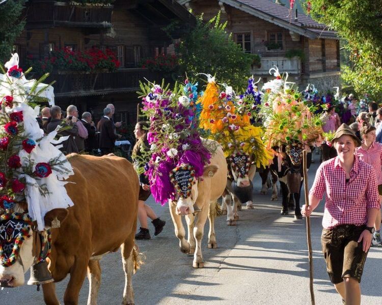 Cows decorated with colorful ornaments during the Almabtrieb in the Brixental valley, Tyrol