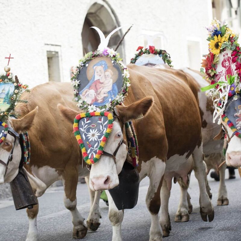 Decorated cows during the cattle drive through the centre of Rauris.