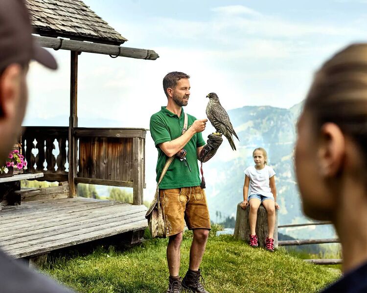 Bird of prey at the Rauris Birds of Prey Centre during a flight demonstration in Hohe Tauern National Park. © inspiranto