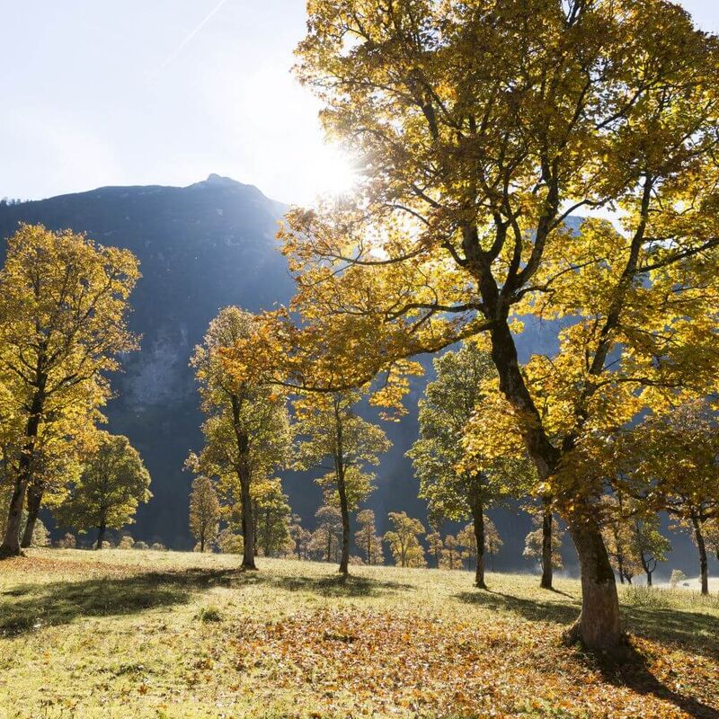 Bunter Bergahorn im Herbst am Ahornboden in Tirol