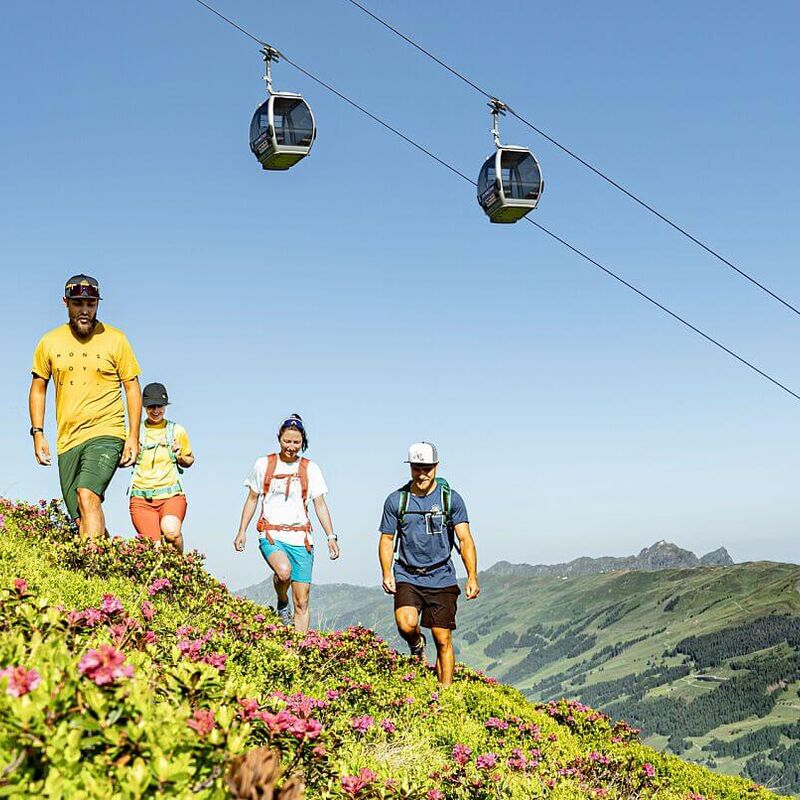 4 friends hiking under a summer mountain railway, alpine roses blooming in the foreground.