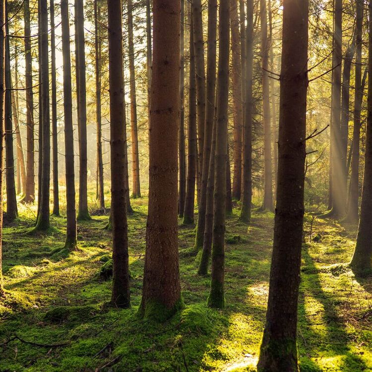 Waldbaden in Österreich entschleunigt.