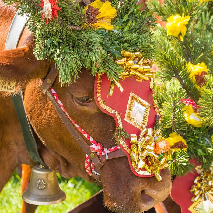Festively decorated cow during the Almabtrieb cattle drive in Radstadt, Salzburger Land – Photo: TVB Radstadt, Lorenz Masser (c)