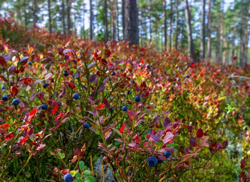 Heidelbeeren im Wald