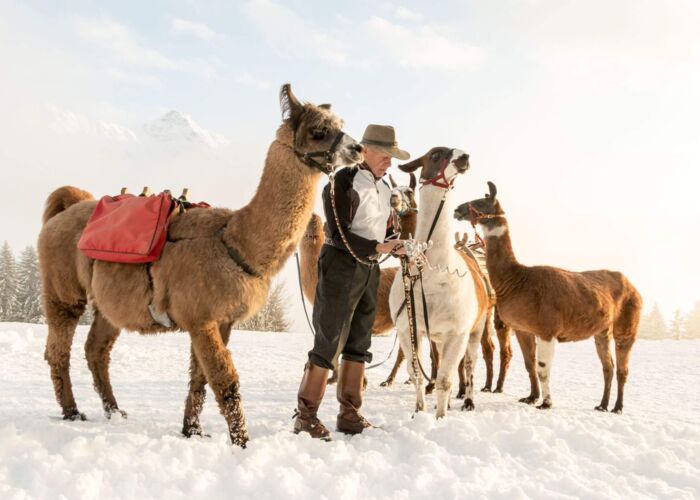 lamatrekking im montafon c andreas haller montafon tourismus gmbh schruns 91658672