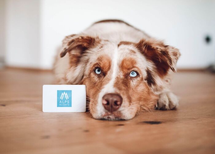 Photo shows a dog in accommodation at ALPS RESORTS.
