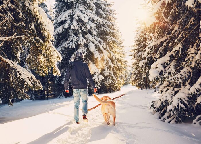 Ein Winterspaziergang mit Hund führt durch verschneite Bäume, während die Sonne sanft scheint.
