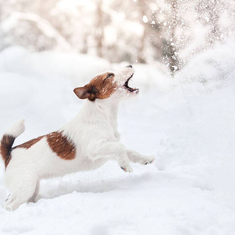 Hund spielt im Schnee in einer Winterlandschaft