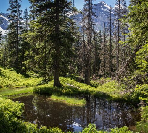 raurisertal rauriser urwald%28c%29tvbrauris florian bachmeier bcf7a886