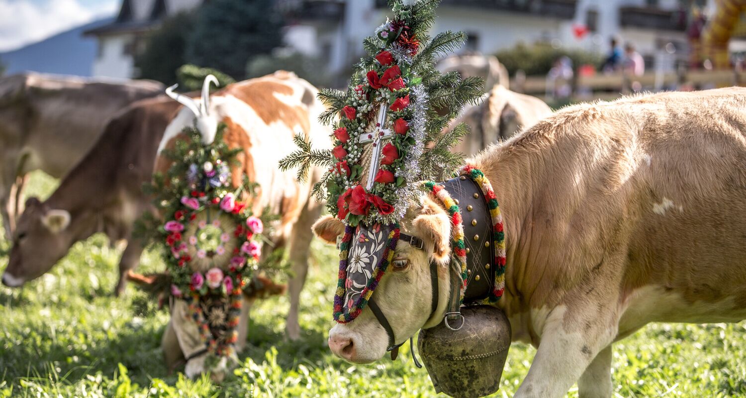 Geschmückte Kühe mit Blumenschmuck auf der Alm am Spieljoch im Zillertal – traditioneller Almabtrieb im Sommer.