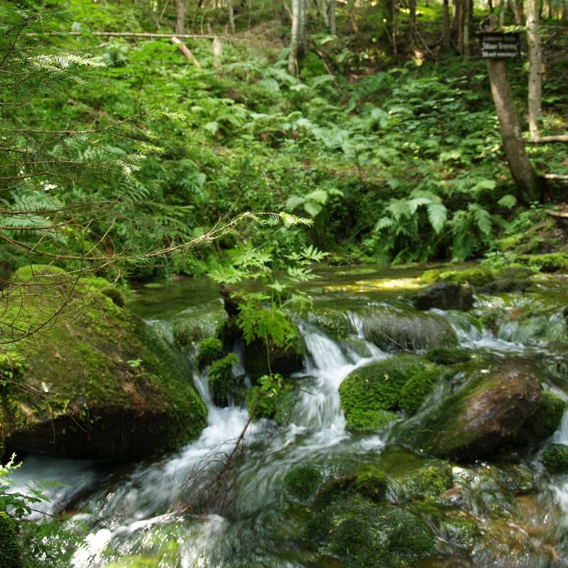 %28c%29natuapark zirbitzkogel grebenzen ws7nmxjr183t8e8