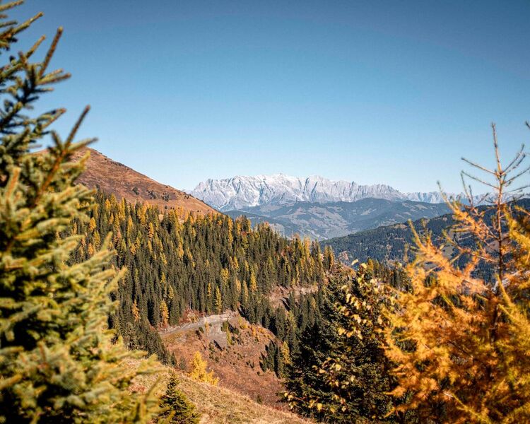 Herbstliche Wanderung im Raurisertal mit bunten Wäldern und schneebedeckten Bergen im Hintergrund. | © Name