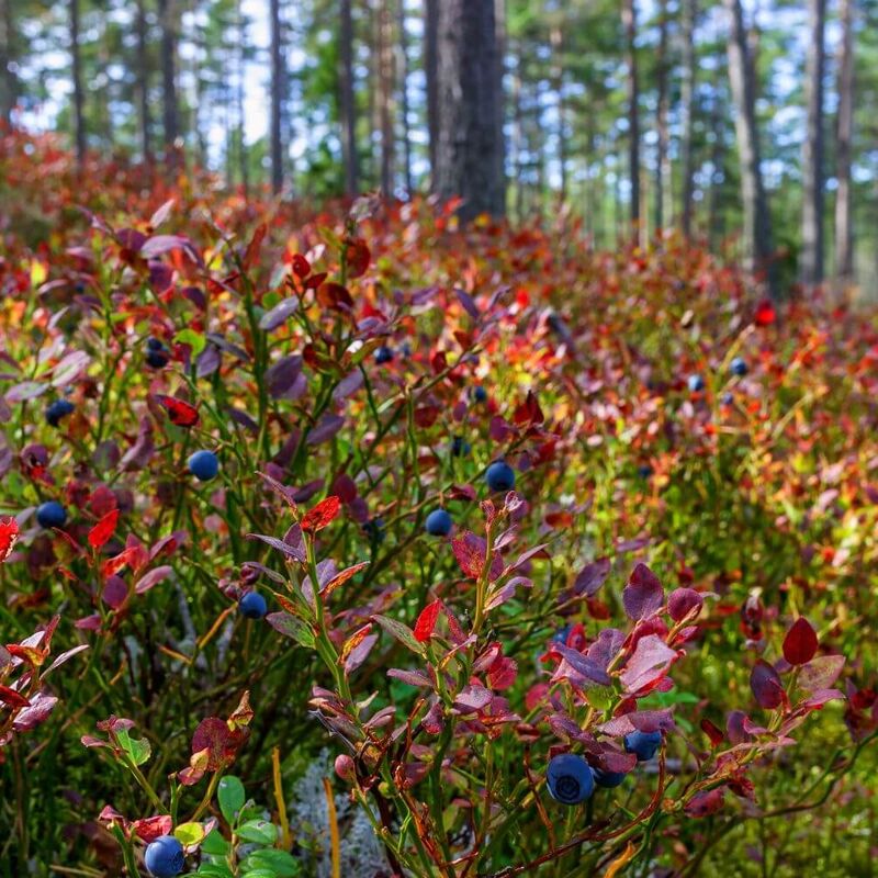 Heidelbeeren im Wald