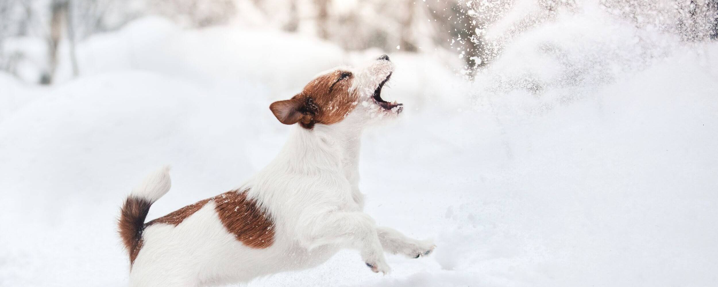 dog playing in the snow (c) istock   Anna av