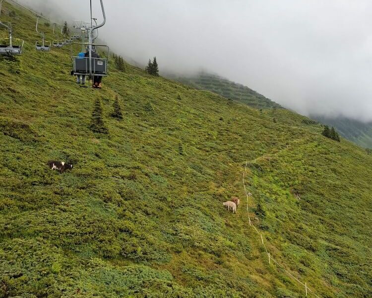Ein Sessellift schwebt durch den Nebel über saftige Wiesen im Montafon, wo Kühe entspannt grasen.
