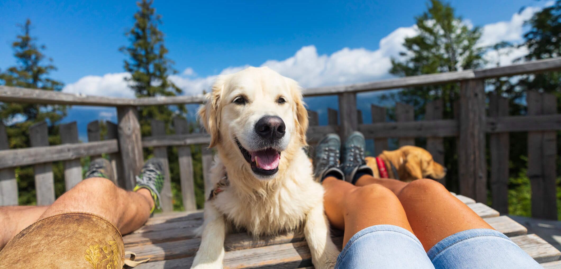 urlaub mit hund%28c%29istock dietermeyrl 5fb67771