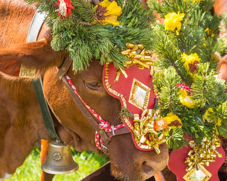 Geschmückte Kuh beim Almabtrieb in Radstadt (c) TVB Radstadt, Lorenz Masser