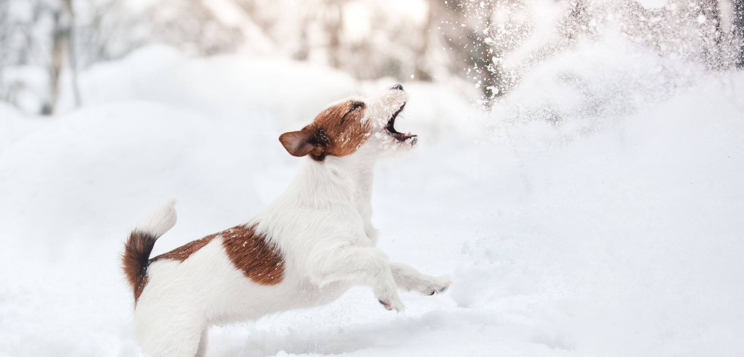 Hund im Schnee (c) istock   Anna av